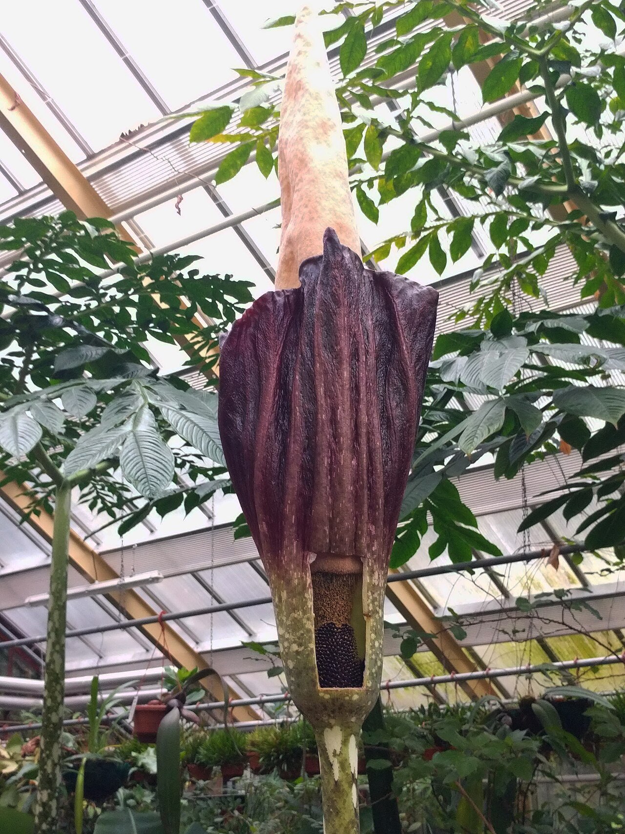 Amorphophallus decussilvae: Hortus Botanicus - Amorphophallus decus-silvae