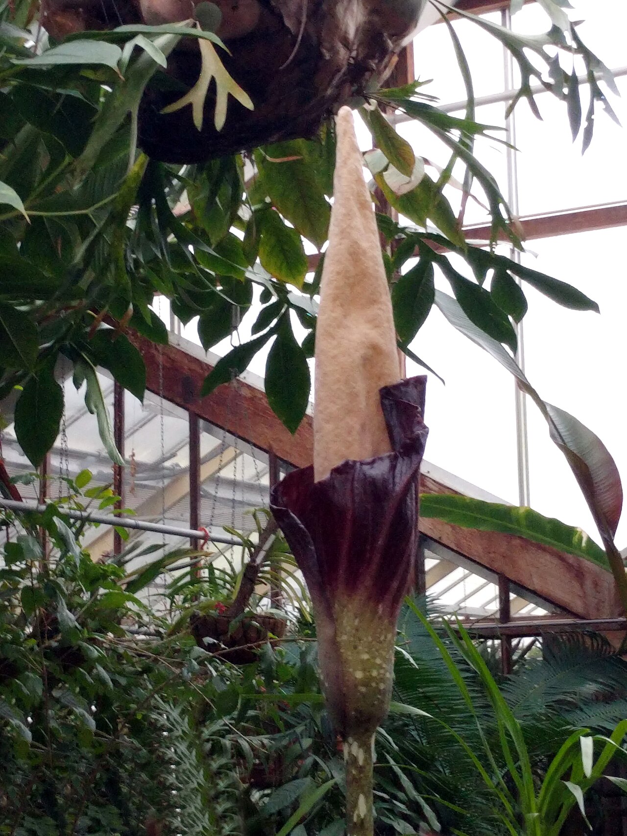 Amorphophallus decussilvae: Hortus Botanicus - Amorphophallus decus-silvae