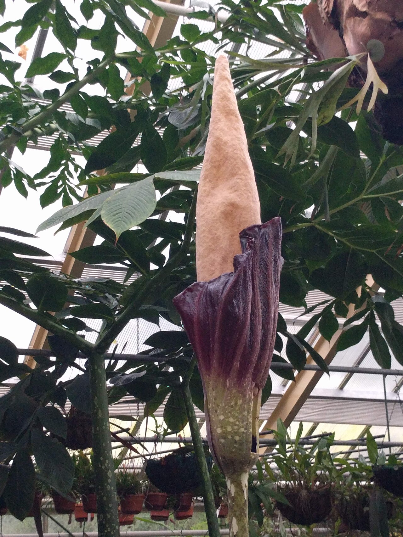 Amorphophallus decussilvae: Hortus Botanicus - Amorphophallus decus-silvae