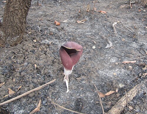 Amorphophallus dracontioides: Dragon's Football