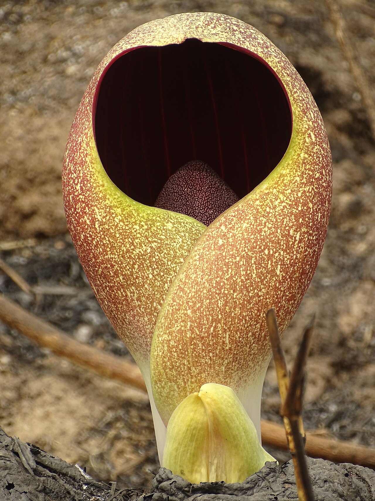Amorphophallus dracontioides: The genus Amorphophallus extends across Africa, Asia and Australia, as well as various islands. From an underground tuber they produce a leaf and an inflorescen
