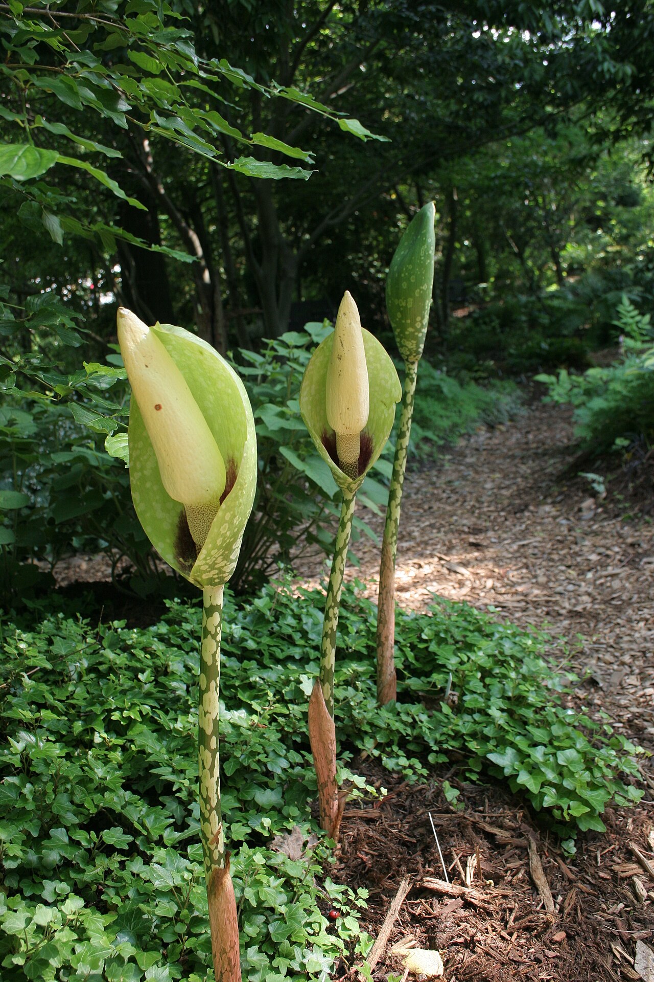 Amorphophallus dunnii: Amorphophallus dunnii