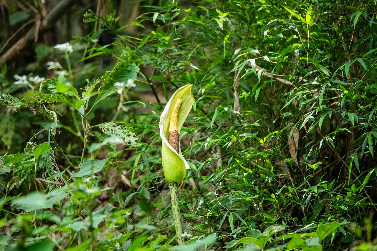 Amorphophallus dunnii: Amorphophallus dunnii in Kathmandu, Nepal