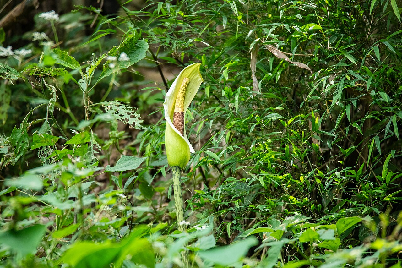 Amorphophallus dunnii: Amorphophallus dunnii in Kathmandu, Nepal