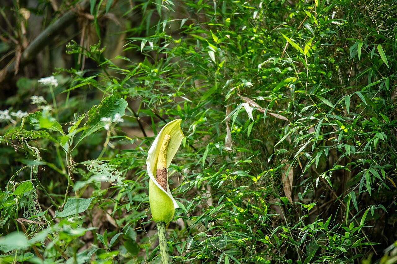 Amorphophallus dunnii: Amorphophallus dunnii in Kathmandu, Nepal