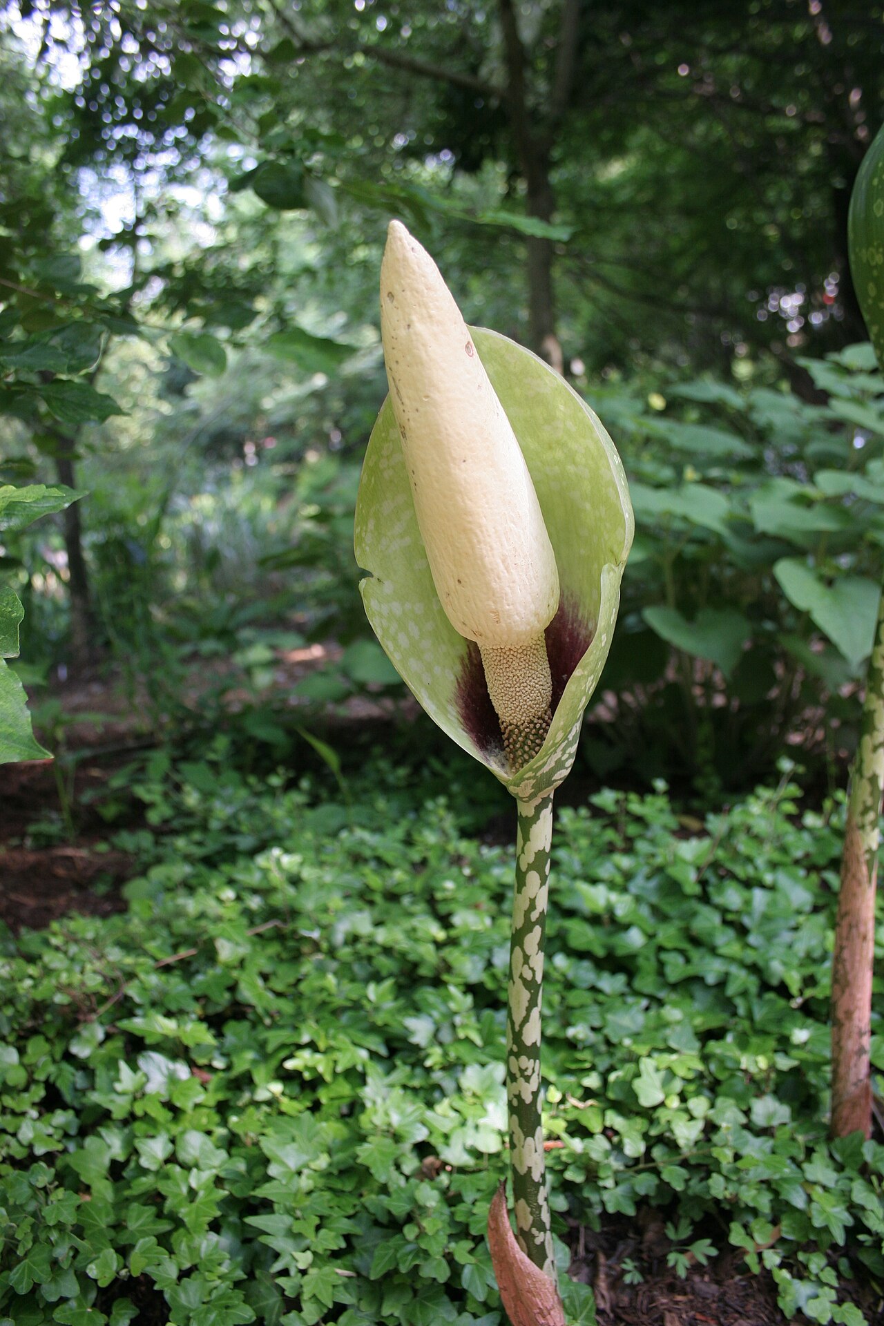 Amorphophallus dunnii: Amorphophallus dunnii , North Carolina.
