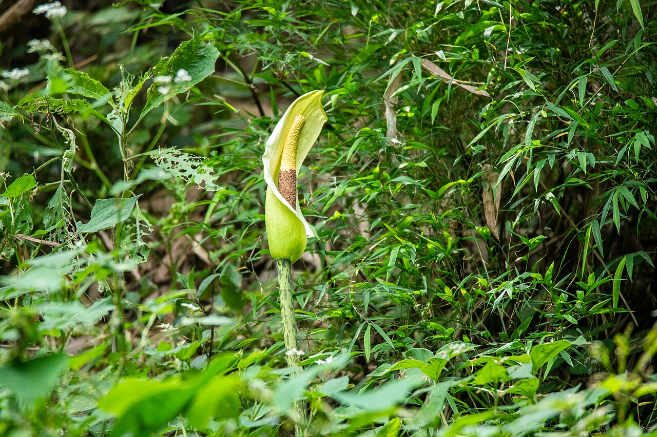 Amorphophallus dunnii: Amorphophallus dunnii in Kathmandu, Nepal