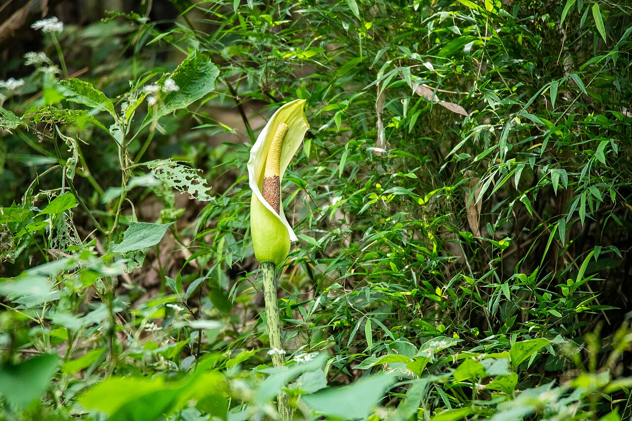 Amorphophallus dunnii: Amorphophallus dunnii in Kathmandu, Nepal