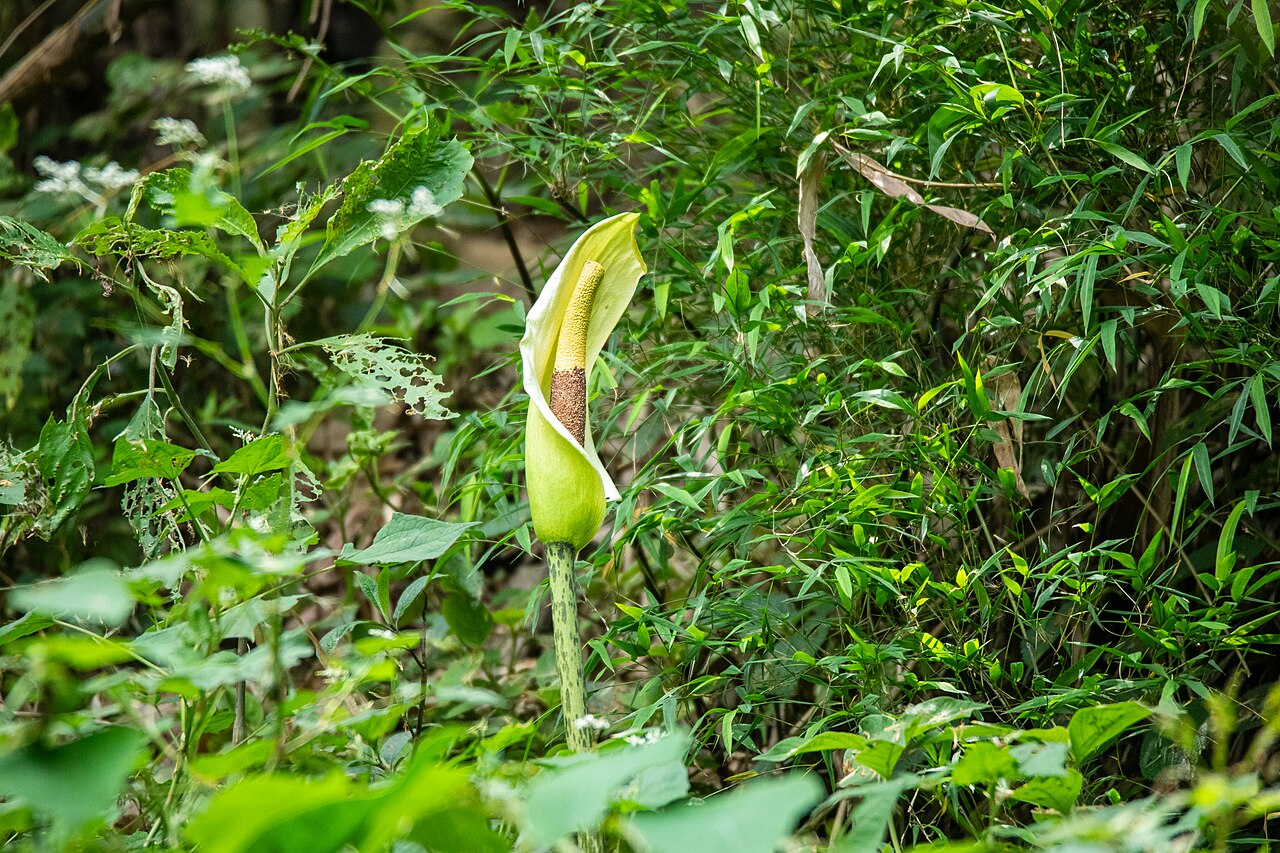 Amorphophallus dunnii: Amorphophallus dunnii in Kathmandu, Nepal