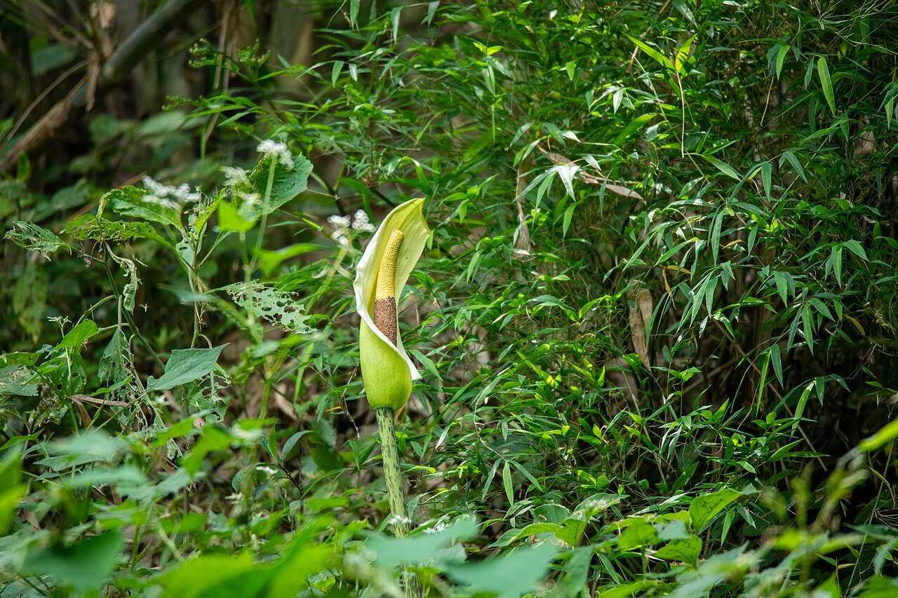 Amorphophallus dunnii: Amorphophallus dunnii in Kathmandu, Nepal