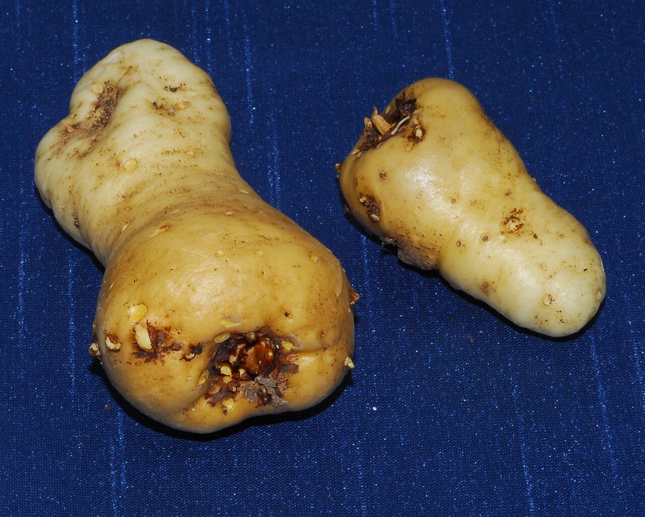 Amorphophallus flotoi: Tubers of Pseudodracontium harmandii