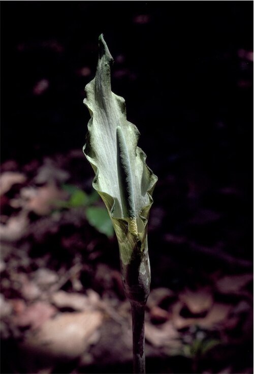 Cheeky yam: Amorphophallus galbra inflorescence