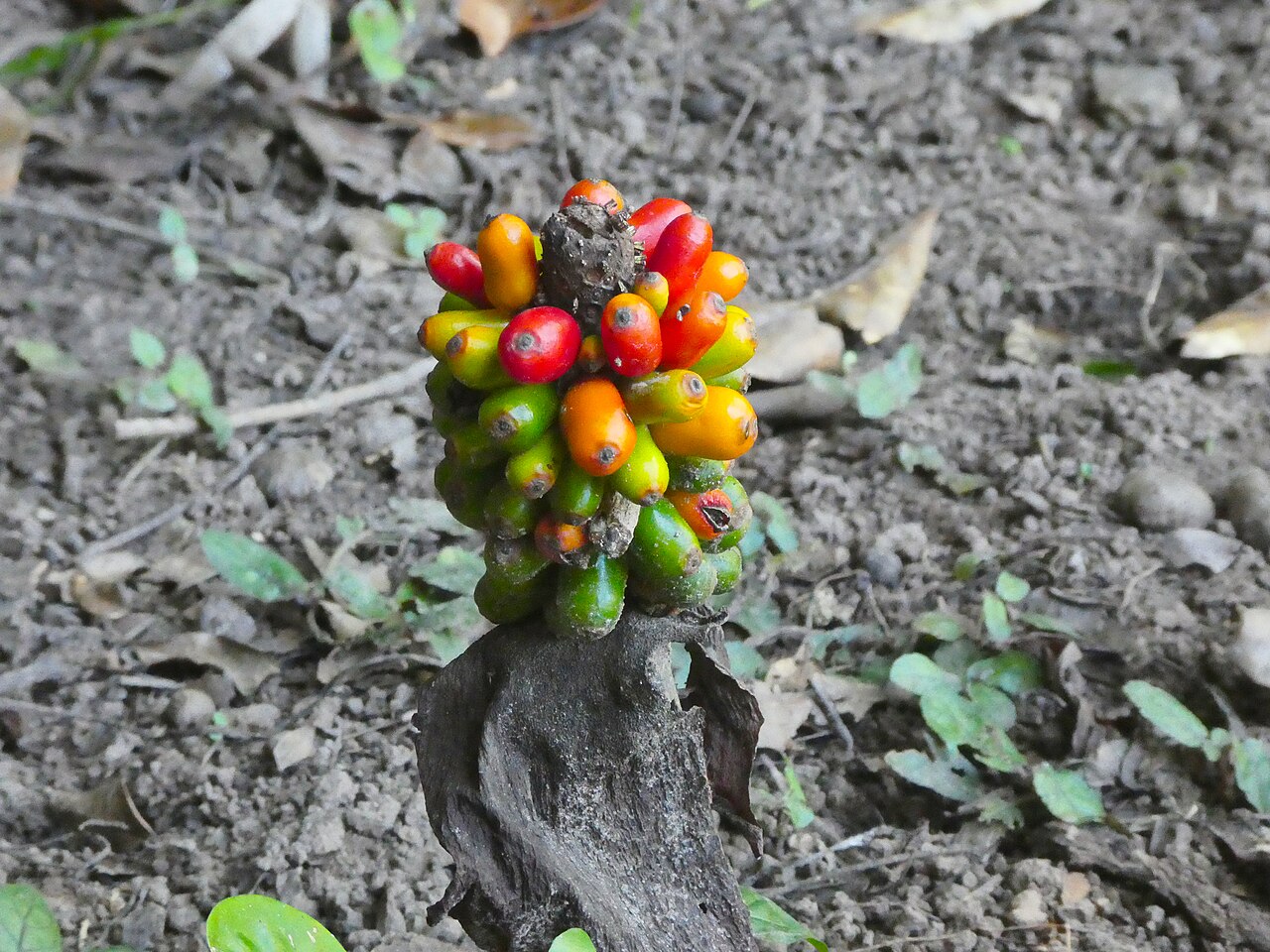 Cheeky yam: Amorphophallus galbra fruit