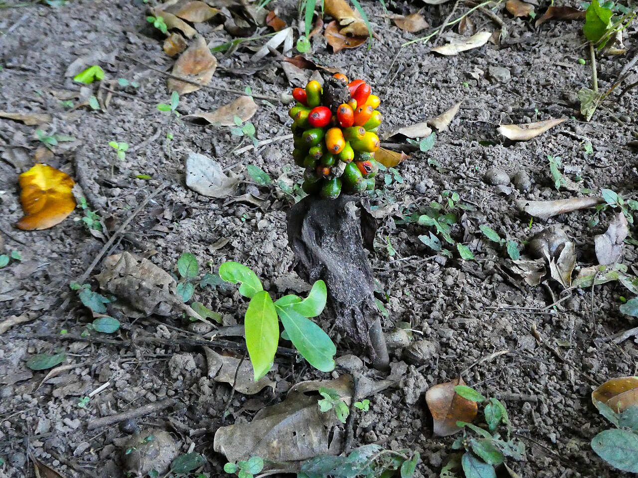 Cheeky yam: Amorphophallus galbra fruit