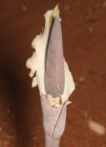 Cheeky yam (Amorphophallus galbra)