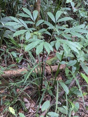 Cheeky yam (Amorphophallus galbra)