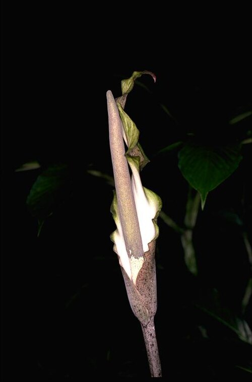 Cheeky yam: Amorphophallus galbra inflorescence