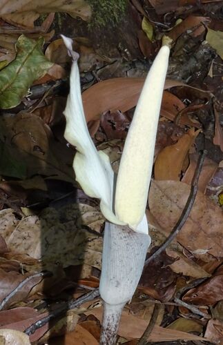 Cheeky yam (Amorphophallus galbra)