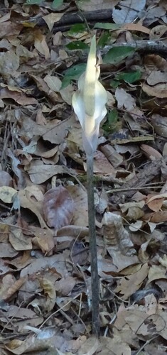 Cheeky yam (Amorphophallus galbra)