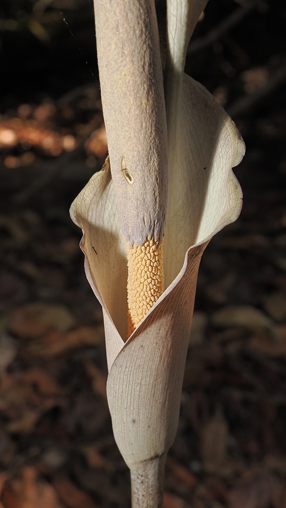 Cheeky yam (Amorphophallus galbra)