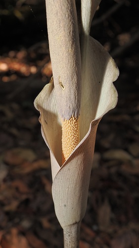 Cheeky yam (Amorphophallus galbra)