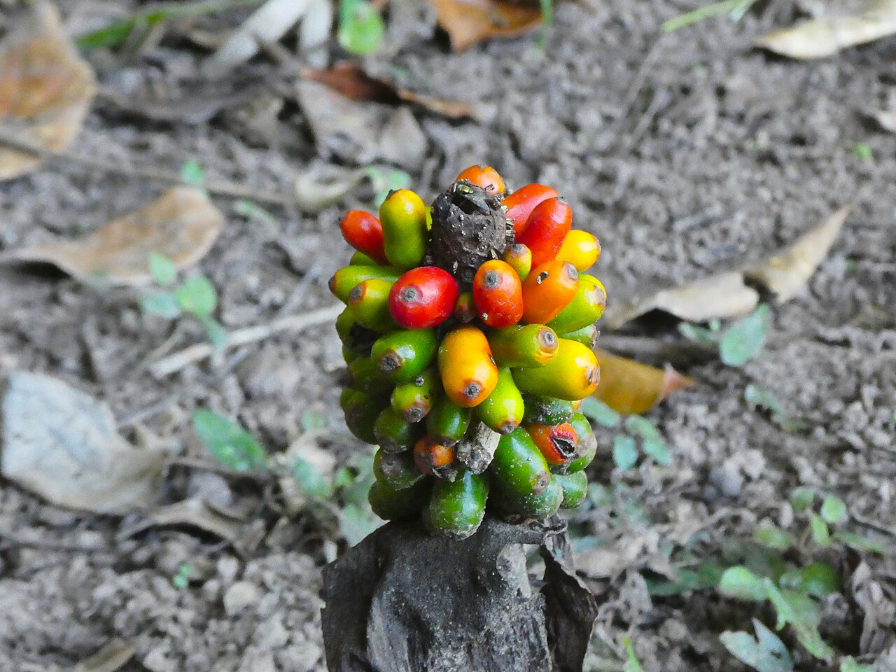 Cheeky yam: Amorphophallus galbra fruit