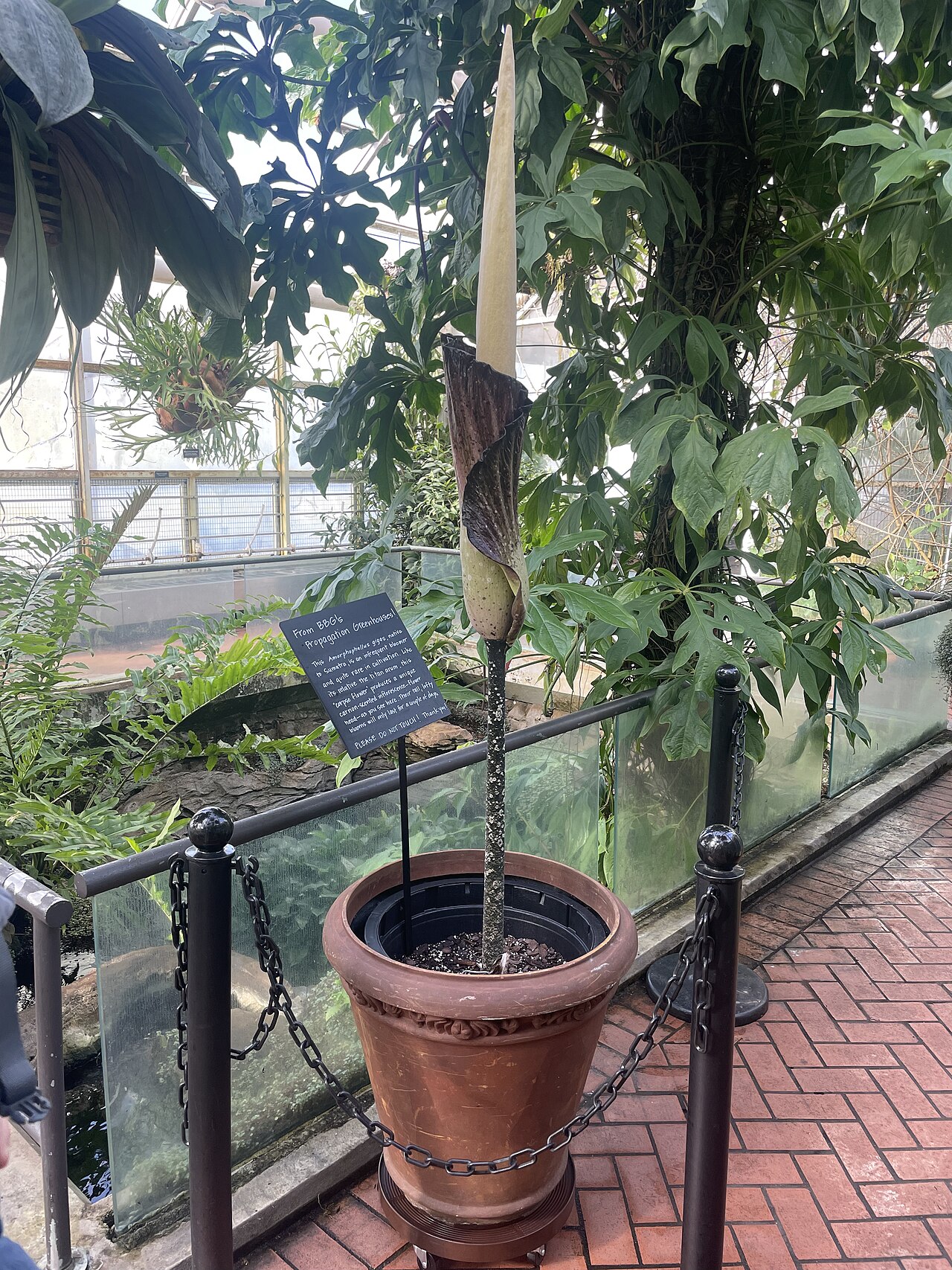 Amorphophallus gigas: The Amorphophallus gigas, a cousin of the Corpse Flower, one day before it bloomed.