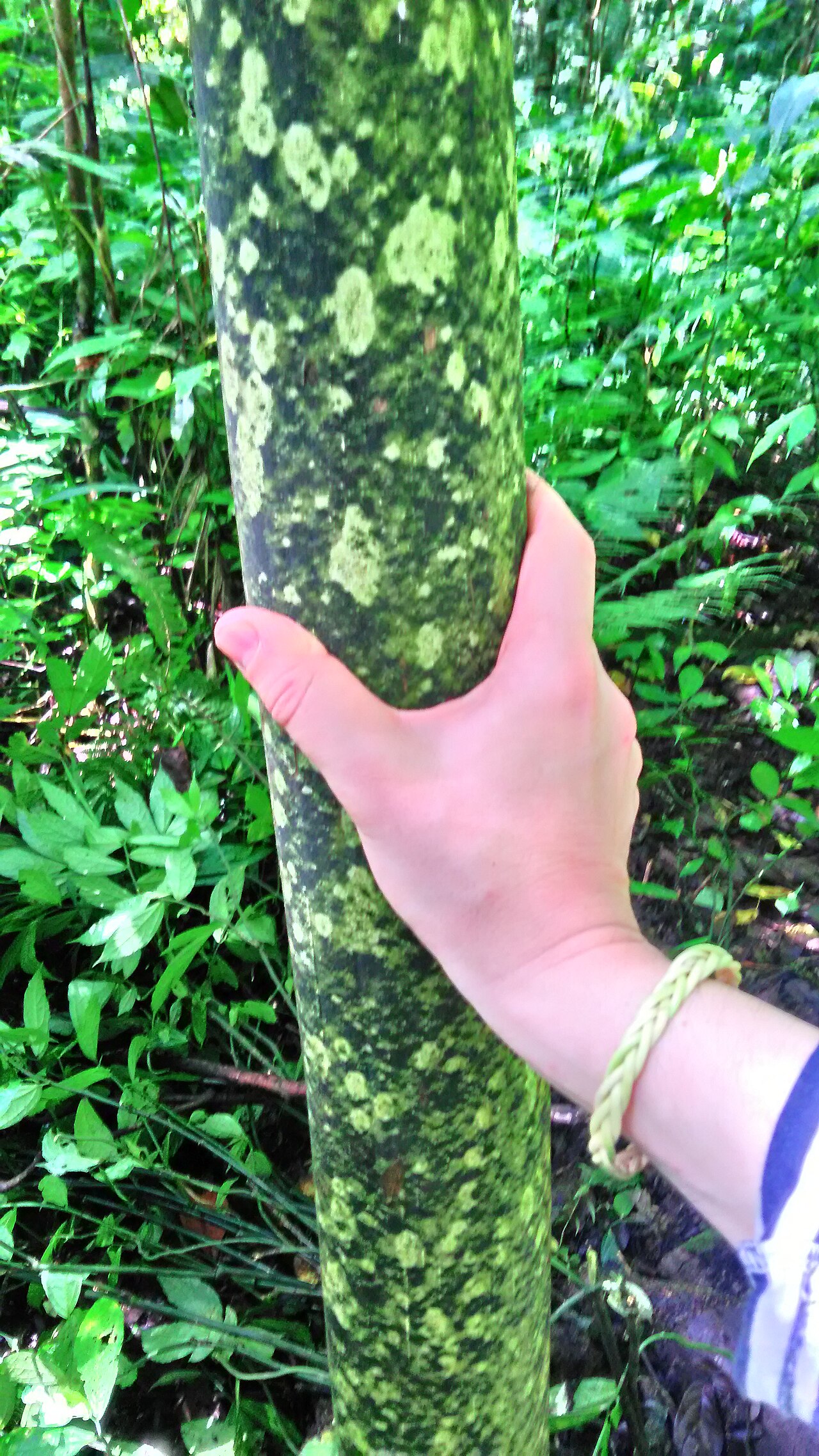 Amorphophallus gigas: Amorphophallus cf gigas