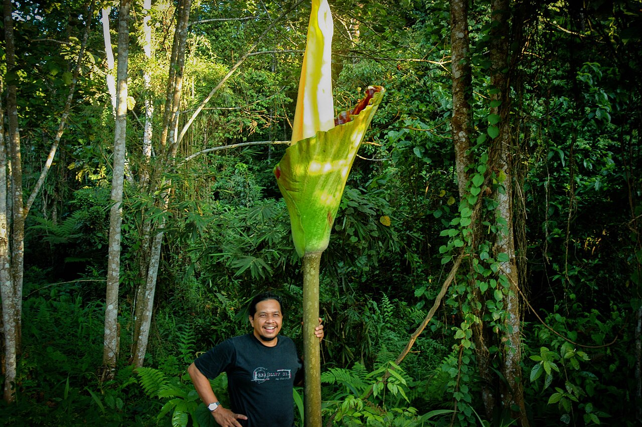 Amorphophallus gigas: Amorphophallus Gigas merupakan salah satu bunga bangkai yang tergolong raksasa, bonggol bunga ini bisa mencapai berat 70 kilogram, tingginya juga bisa mencapai