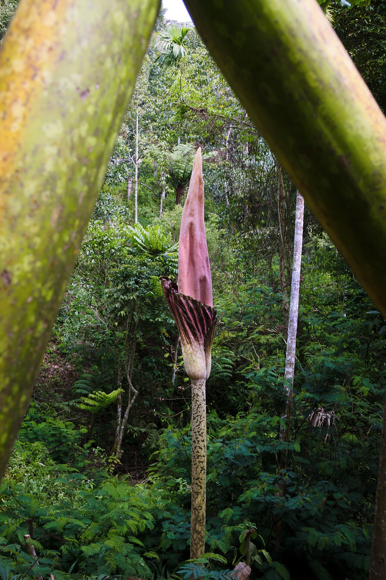 Amorphophallus gigas: The Rare Puspa Conservation Park in Kepahiang Regency, Bengkulu is managed by Holidin and his brothers