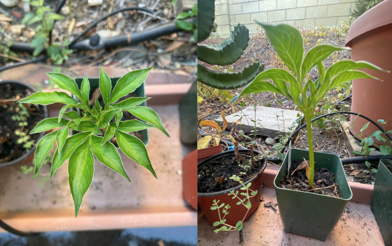 Amorphophallus henryi: Amorphophallus henryi plants