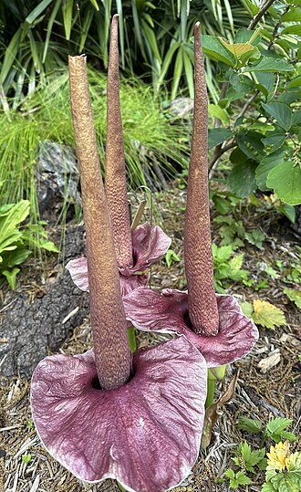Amorphophallus henryi: "Long peduncled form" of Amorphophallus henryi, Juniper Level Botanic Garden