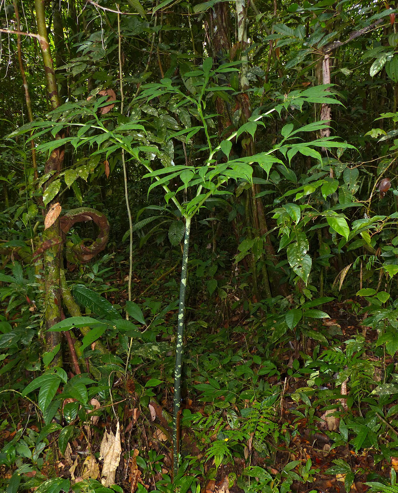 Amorphophallus hewittii: Deer Cave Boardwalk, Mulu NP, Sarawak, MALAYSIA