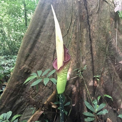 Amorphophallus hewittii (Amorphophallus hewittii)