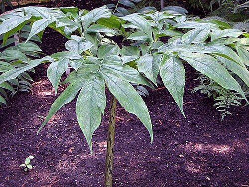 Amorphophallus hirtus: Location taken: <a href=" http://www.usna.usda.gov/ " target="_blank">the United States National Arboretum</a>, Washington D.C.. Names: Amorphophallus kiusianus