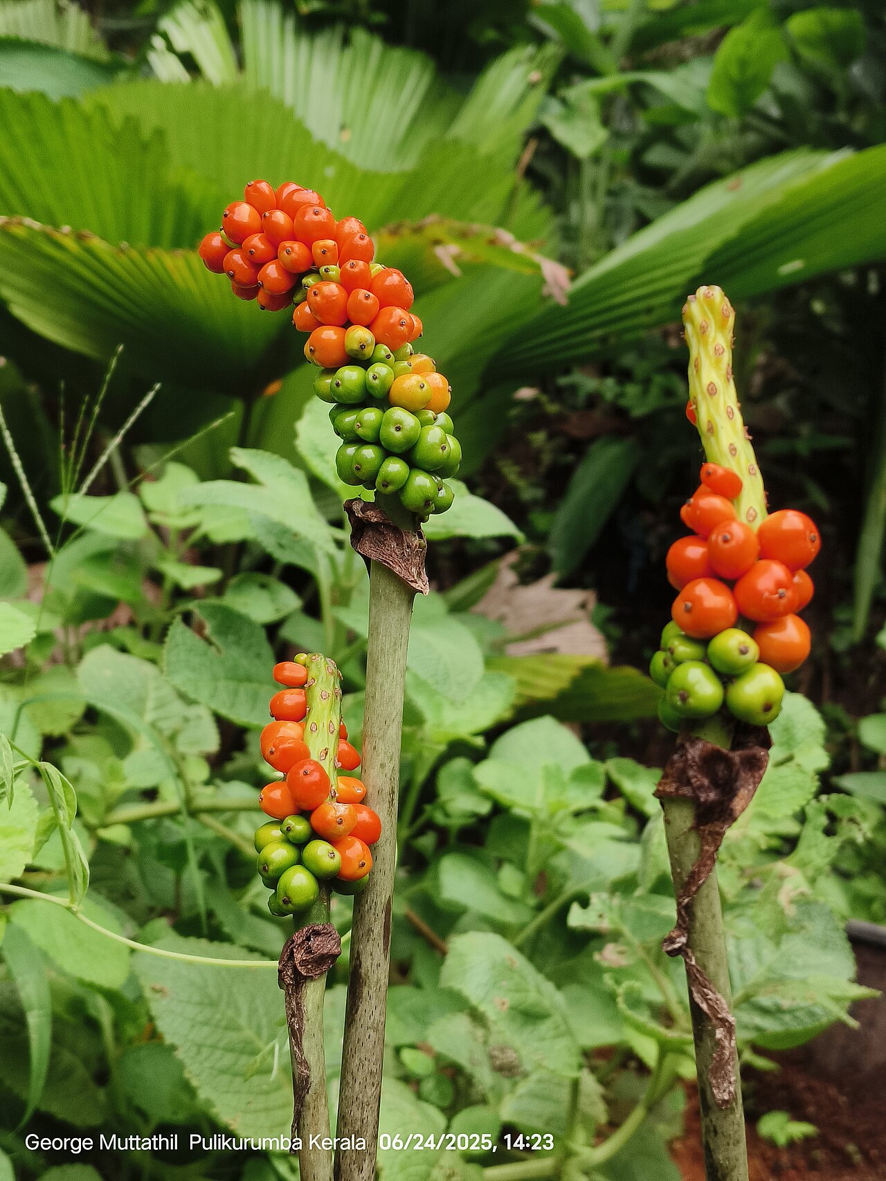 Amorphophallus hohenackeri: Amorphophallus hohenackeri
