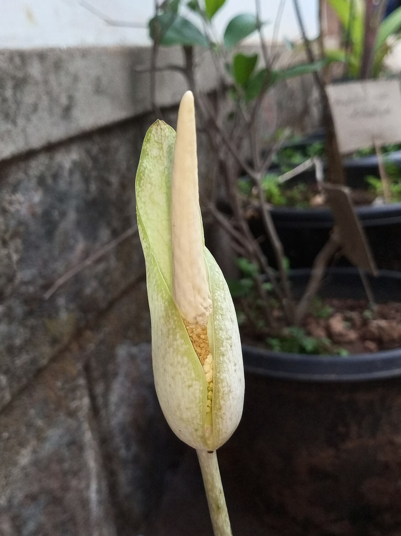 Amorphophallus hohenackeri: Araceae