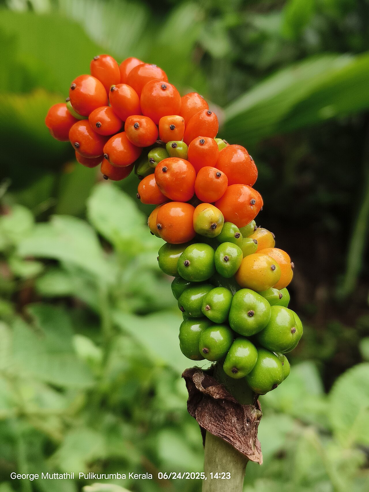 Amorphophallus hohenackeri: Amorphophallus hohenackeri