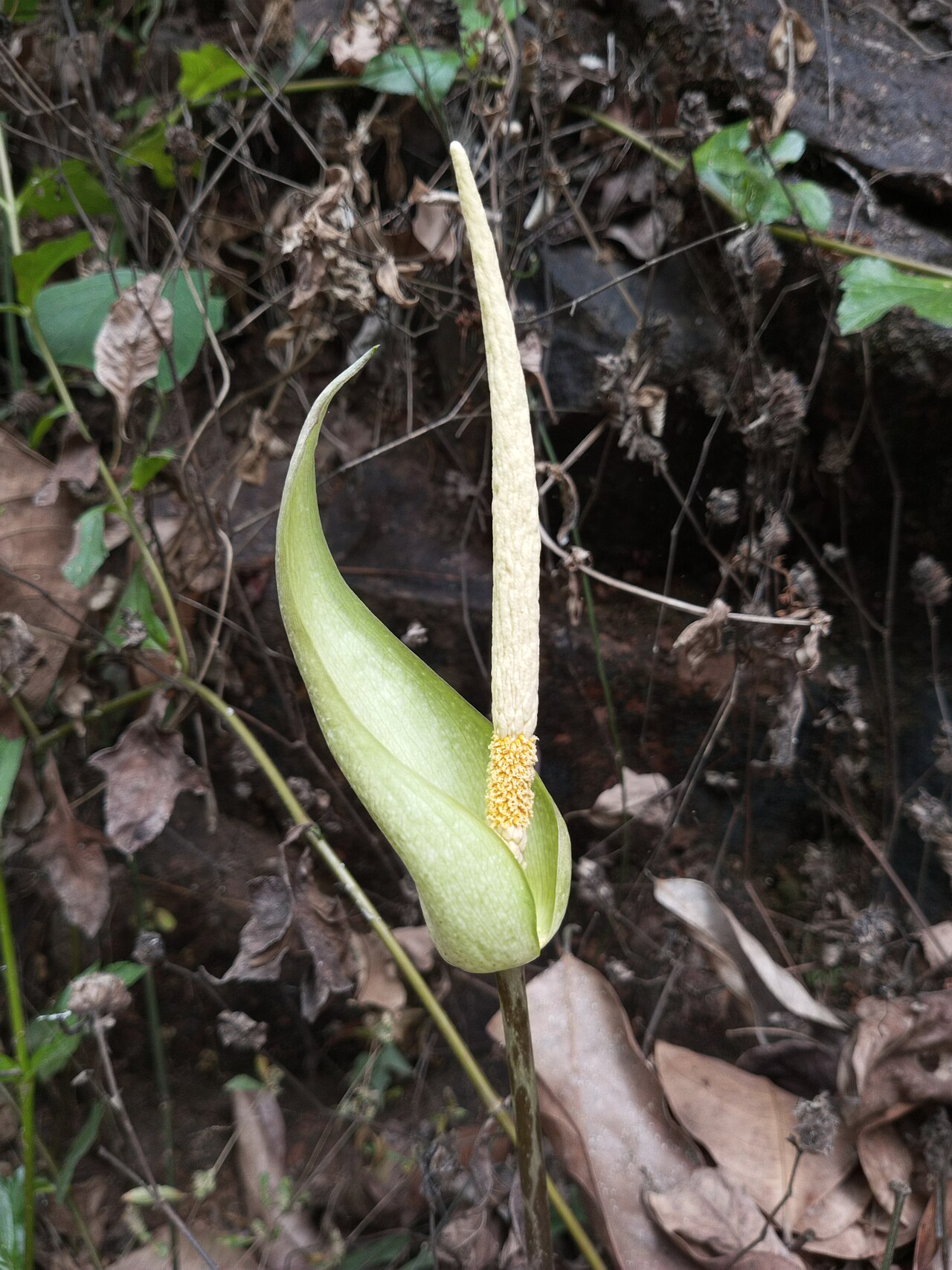 Amorphophallus hohenackeri: amorphopallus hohenackeri