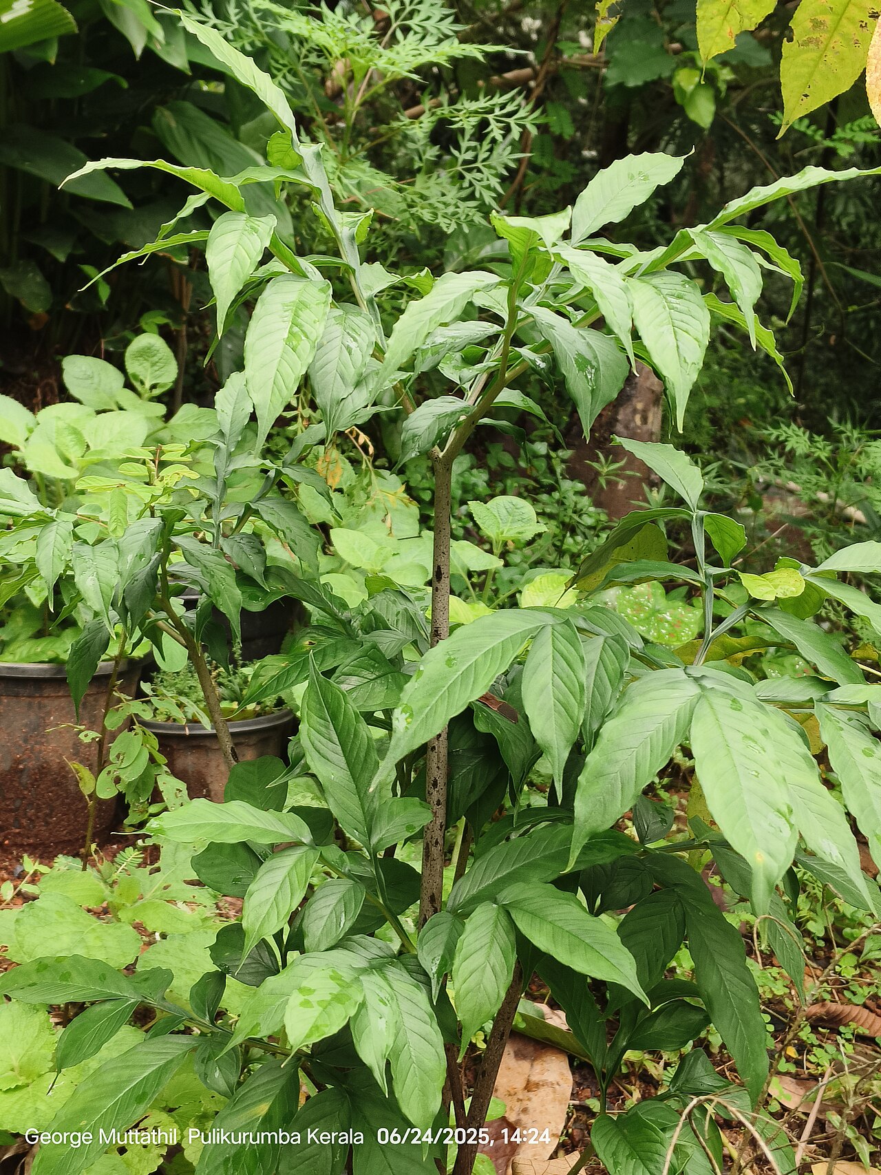 Amorphophallus hohenackeri: Amorphophallus hohenackeri