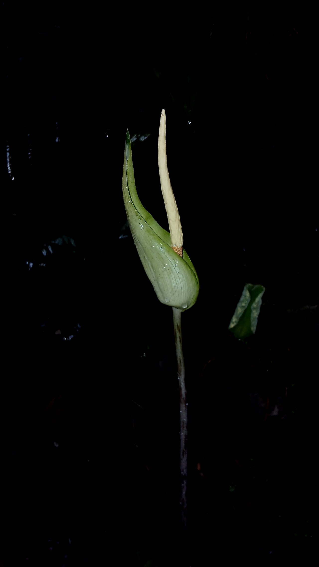Amorphophallus hohenackeri: Nativeplants Botanical Garden
