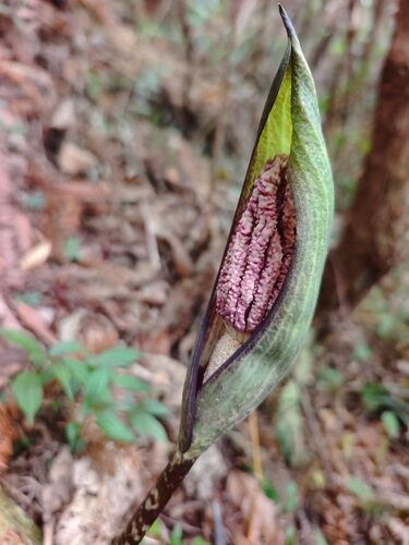 Amorphophallus kachinensis (Amorphophallus kachinensis)