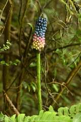 Amorphophallus kiusianus (Amorphophallus kiusianus)