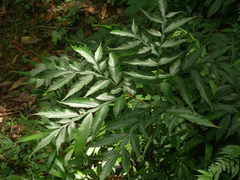 Amorphophallus kiusianus (Amorphophallus kiusianus)