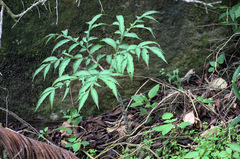 Amorphophallus kiusianus (Amorphophallus kiusianus)