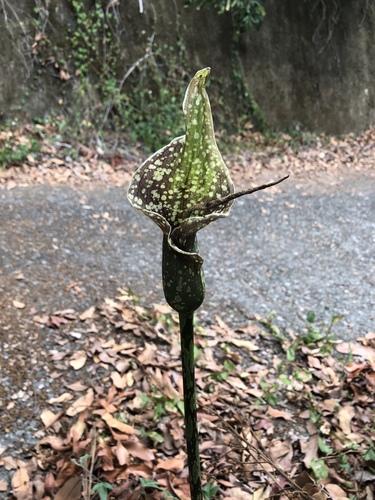 Amorphophallus kiusianus (Amorphophallus kiusianus)