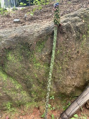 Amorphophallus kiusianus (Amorphophallus kiusianus)