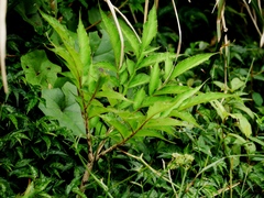 Amorphophallus kiusianus (Amorphophallus kiusianus)