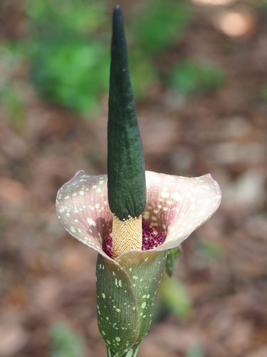 Amorphophallus kiusianus (Amorphophallus kiusianus)