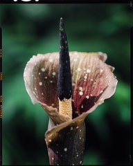 Amorphophallus kiusianus (Amorphophallus kiusianus)